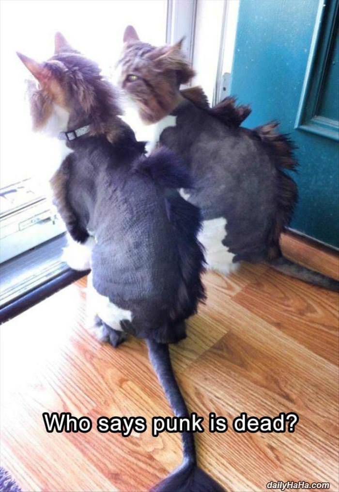 who says punk is dead funny picture