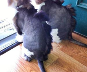 who says punk is dead funny picture