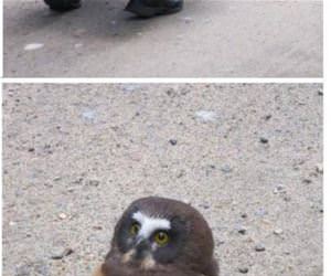 whoa there little guy funny picture