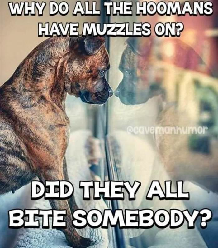why do they have muzzles
