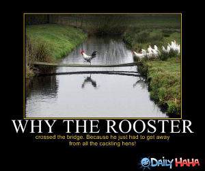Why the Rooster funny picture