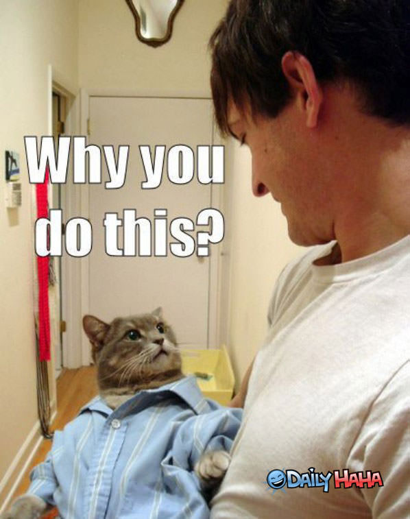 Kitty Torture funny picture