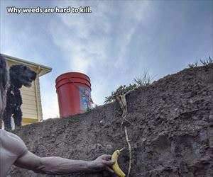 why weeds are hard to kill