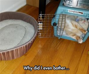 why did i even bother trying funny picture