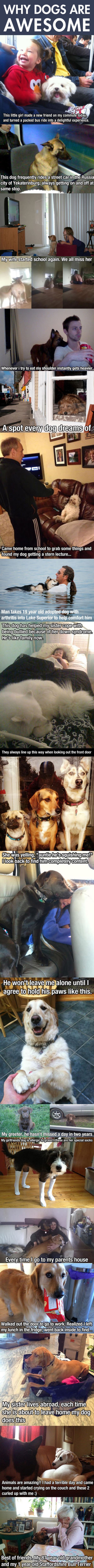 why dogs are awesome funny picture