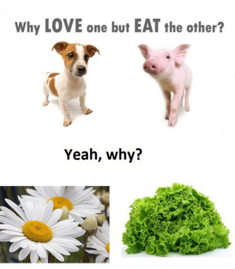 why eat one funny picture