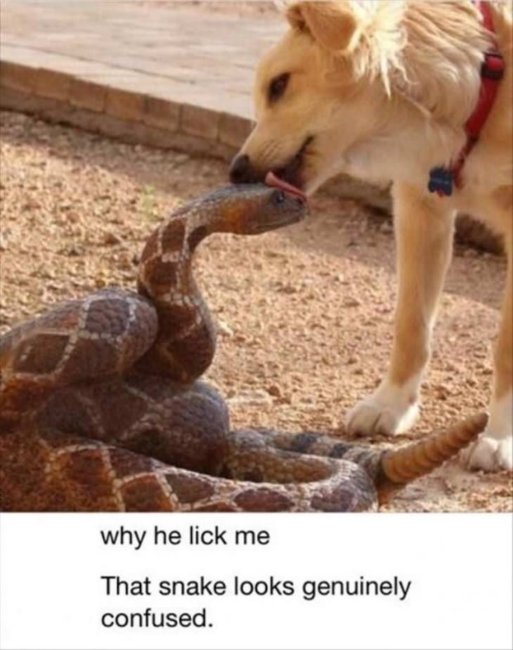 why he lick me funny picture