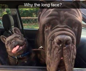 why the long face funny picture