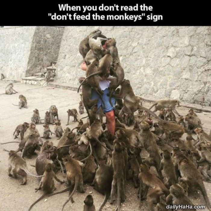 why you dont feed the monkeys funny picture