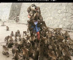 why you dont feed the monkeys funny picture