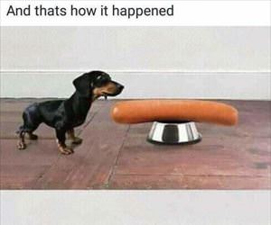 wiener dog
