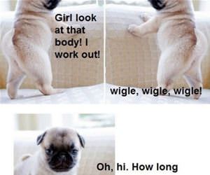 wigle wigle funny picture