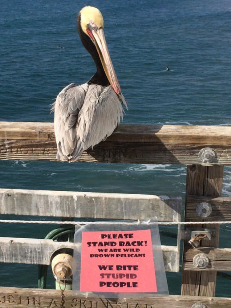 wild brown pelicans sign funny picture