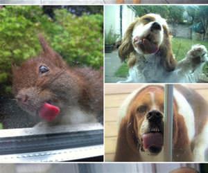 window licking funny picture