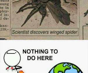 winged spider funny picture