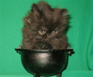 witchcraft starter kit funny picture