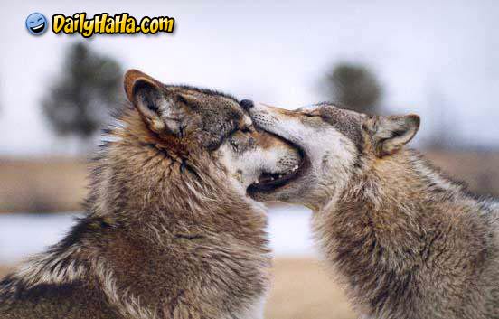 Wolf Kissing