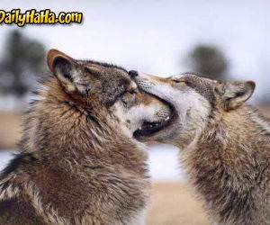 Wolf Kissing