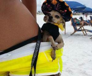 wont lose this dog funny picture