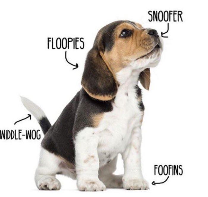 woofer diagram funny picture