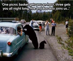 A Working Bear funny picture