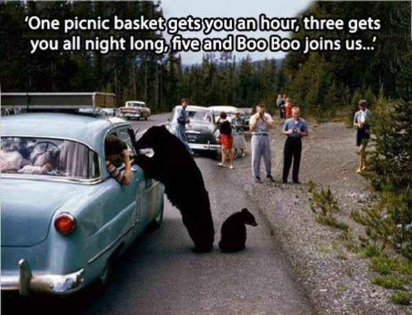 A Working Bear funny picture