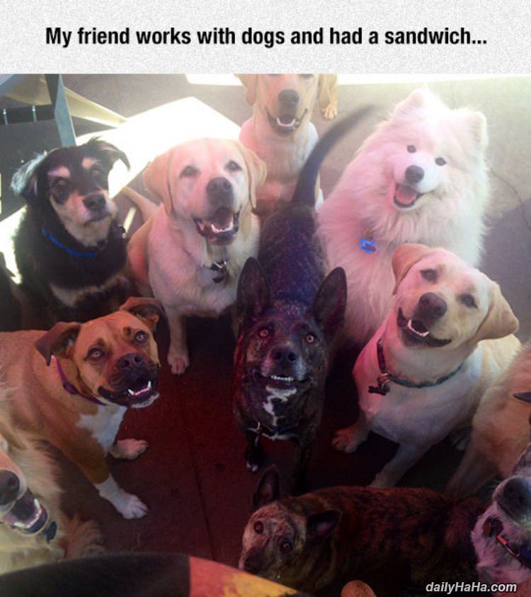 works with dogs funny picture