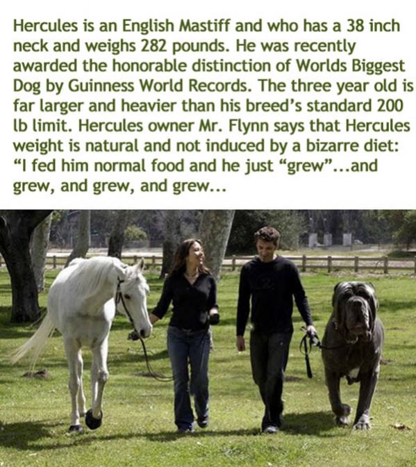 Worlds Biggest Dog funny picture