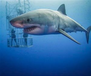 yea i will pass on that funny picture