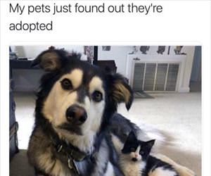 you are adopted