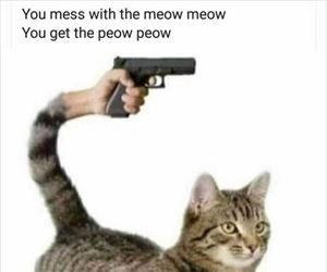 you hear meow