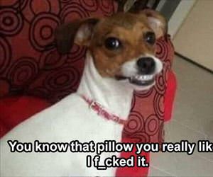 you know that pillow you like