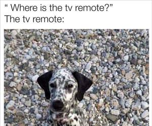 you-looking-for-the-remote