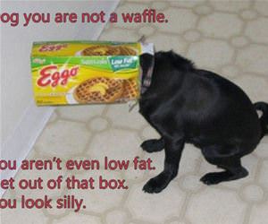 you are not a waffle funny picture