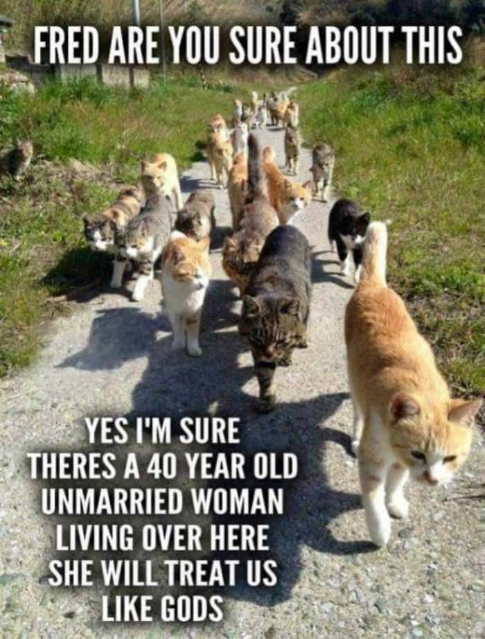 you sure about this funny picture