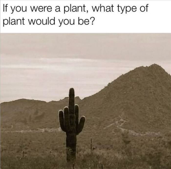 your-spirit-plant
