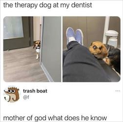 your-therapy-dog