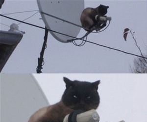 your signal funny picture