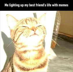 youre-wanting-the-memes