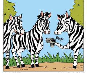 Zebra Party funny picture 