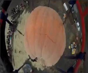 1194 Lb Pumpkin Funny Video