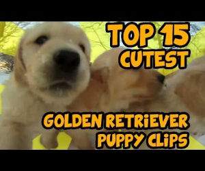 15 cutest golden retriever puppies Funny Video