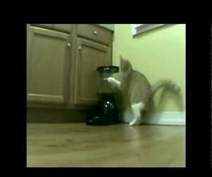 2 days of Cat vs Automatic Feeder Funny Video