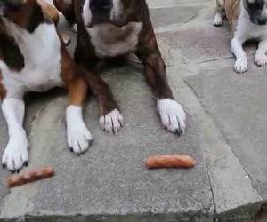 3 dogs 3 sausages Funny Video