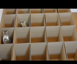 9 cats with 20 boxes Funny Video