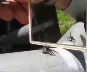 A spider reaction when it sees itself infront of a mirror Funny Video