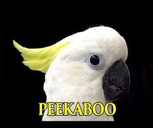 Adorable Cockatoo Peekaboo Funny Video