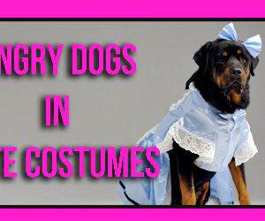 Angry dogs in cute costumes Funny Video