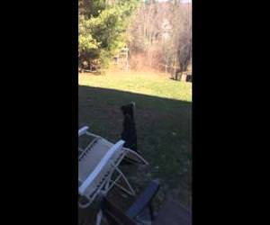 Blue Thinks the Moon is a Ball Funny Video