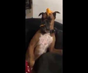 Boxer Dog does Mannequin Challenge Funny Video